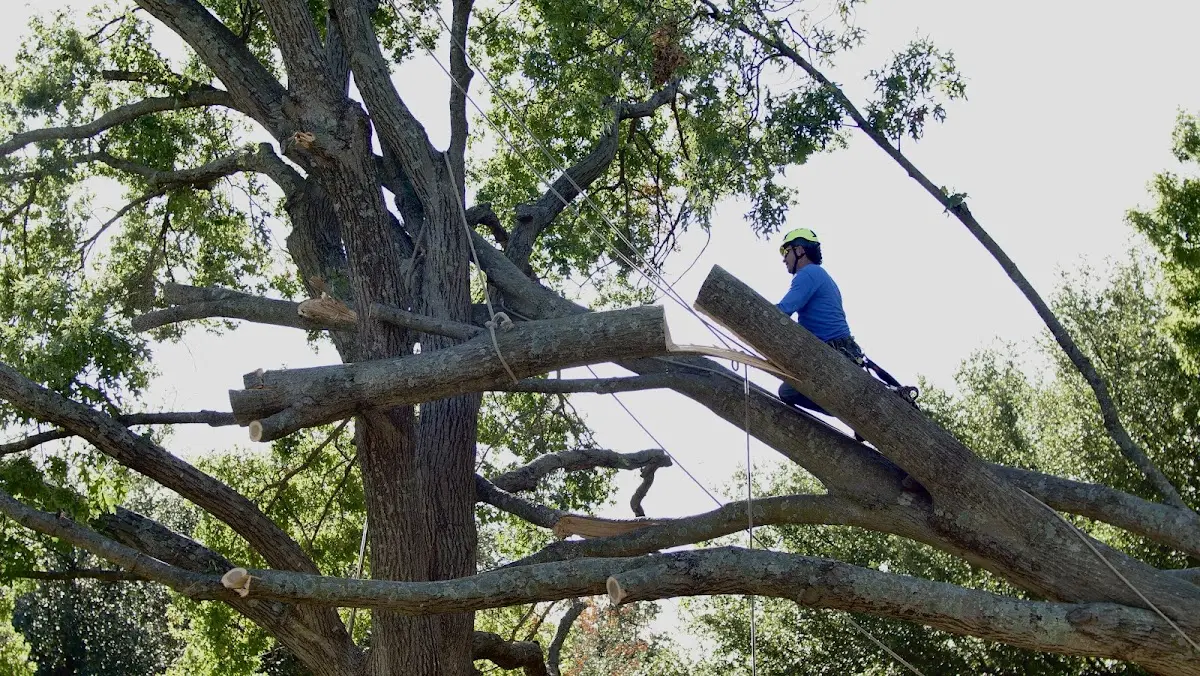 Professional Hazardous Tree Removal performed by certified arborists in Jessieville