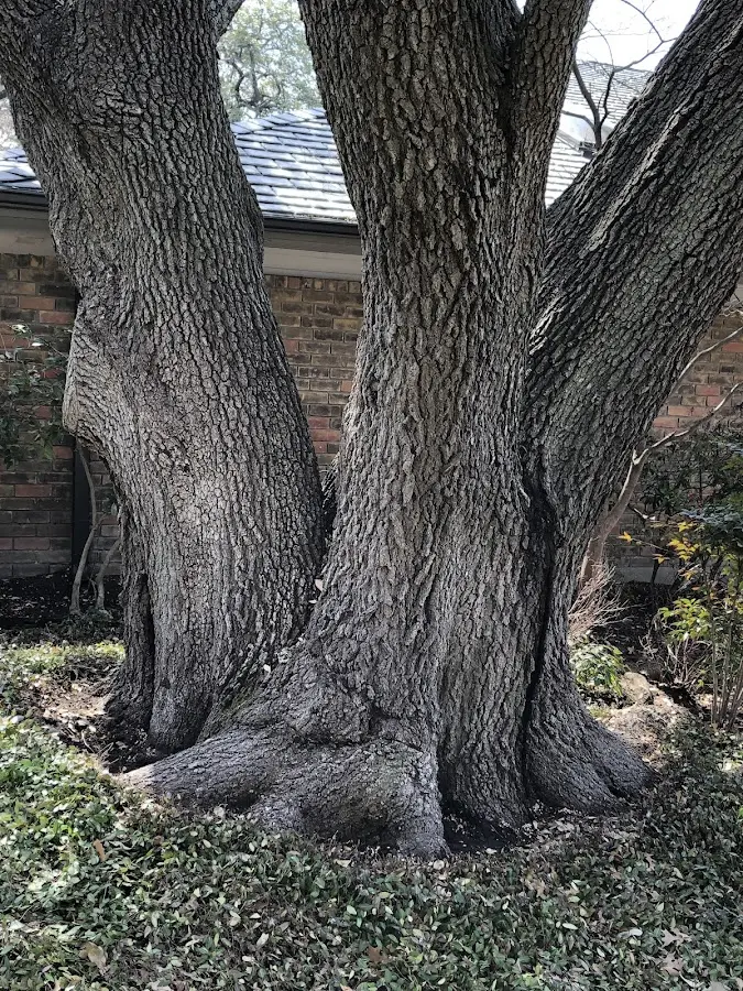 Mature heritage tree close to a Jessieville property cared for by certified arborists